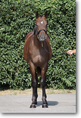 ルビーティアラ2024