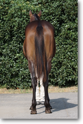 ルビーティアラ2024